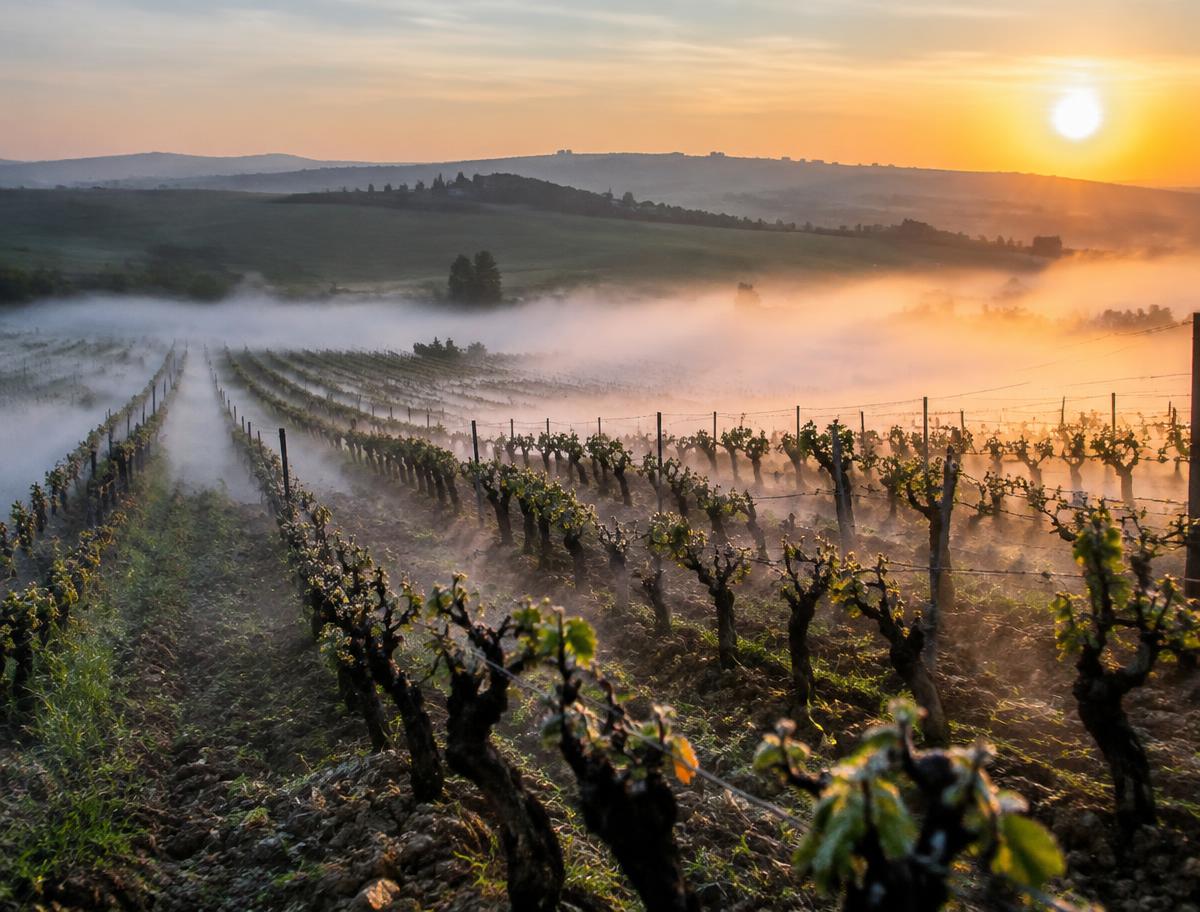 Viticulture